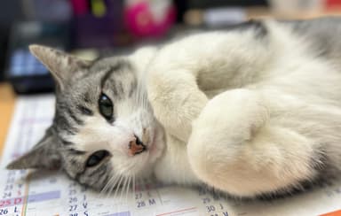 Petit chat Mascotte